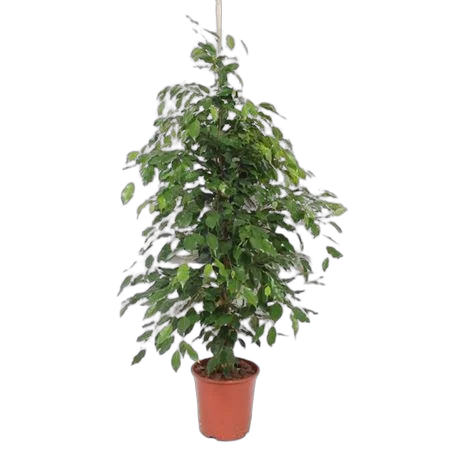 Фикус Бенджамина Экзотика - Ficus benjamina Exotica D27 H160
