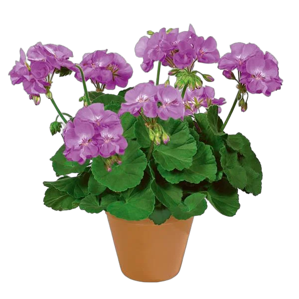 Герань (пеларгония) - Pelargonium D11 H20