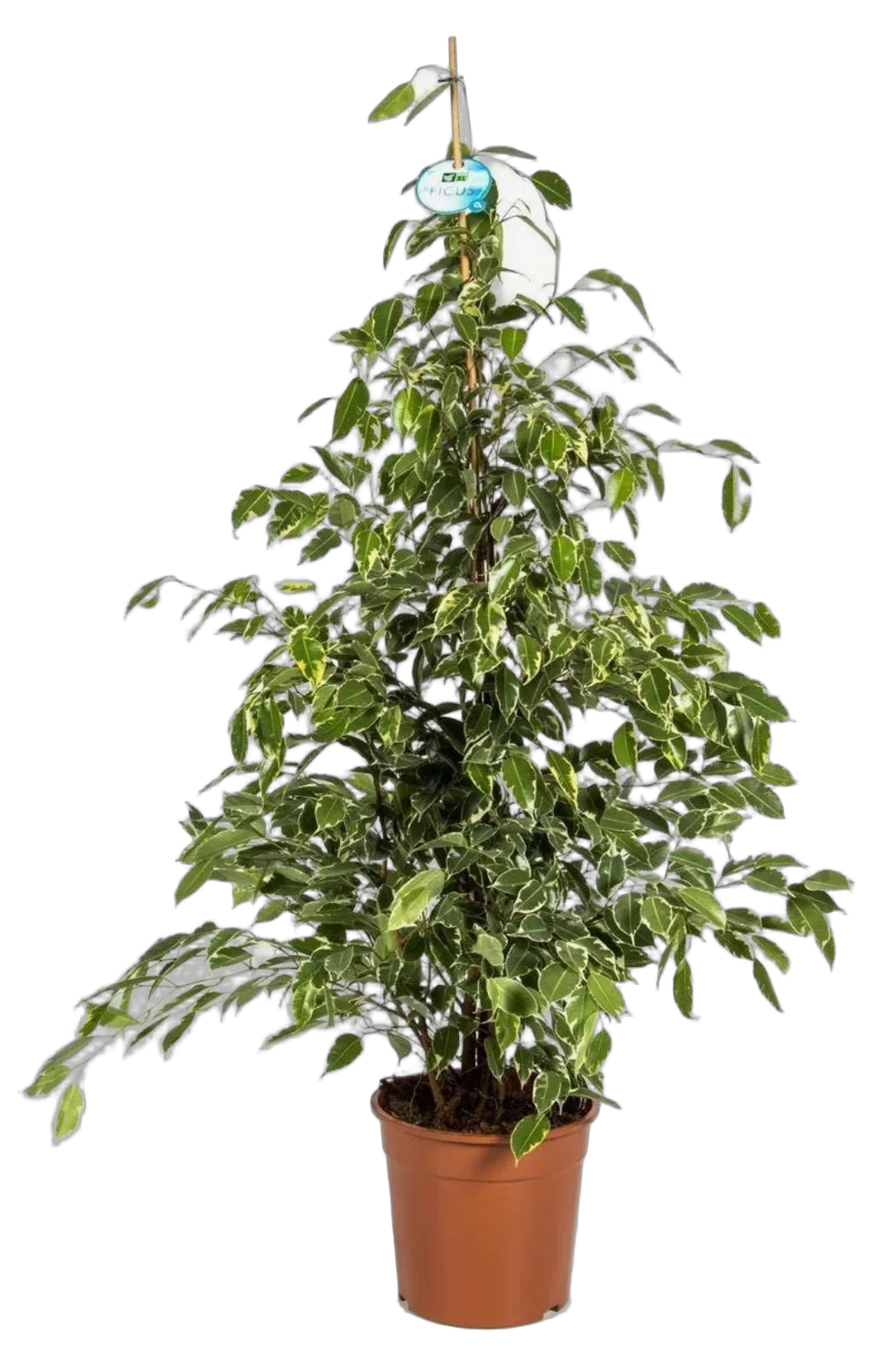 Фикус Бенджамина Голден Кинг - Ficus benjamina Golden King D27 H130
