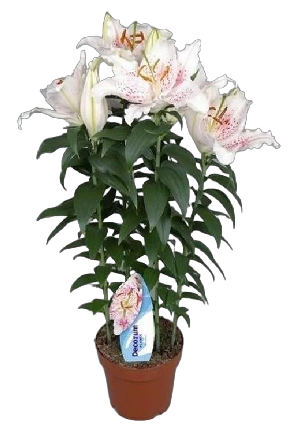 Лилия Восточная белая - Lilium Or Little Rainbow D12 H40