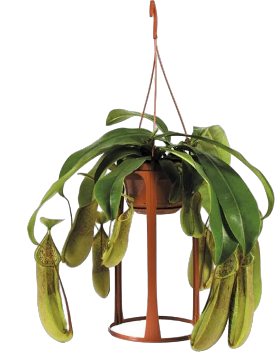 Непентес Лорес - Nepenthes Loes D14 H45