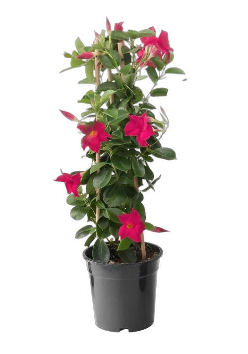 Мандевилла или Дипладения пурпурная - Mandevilla D17 H60