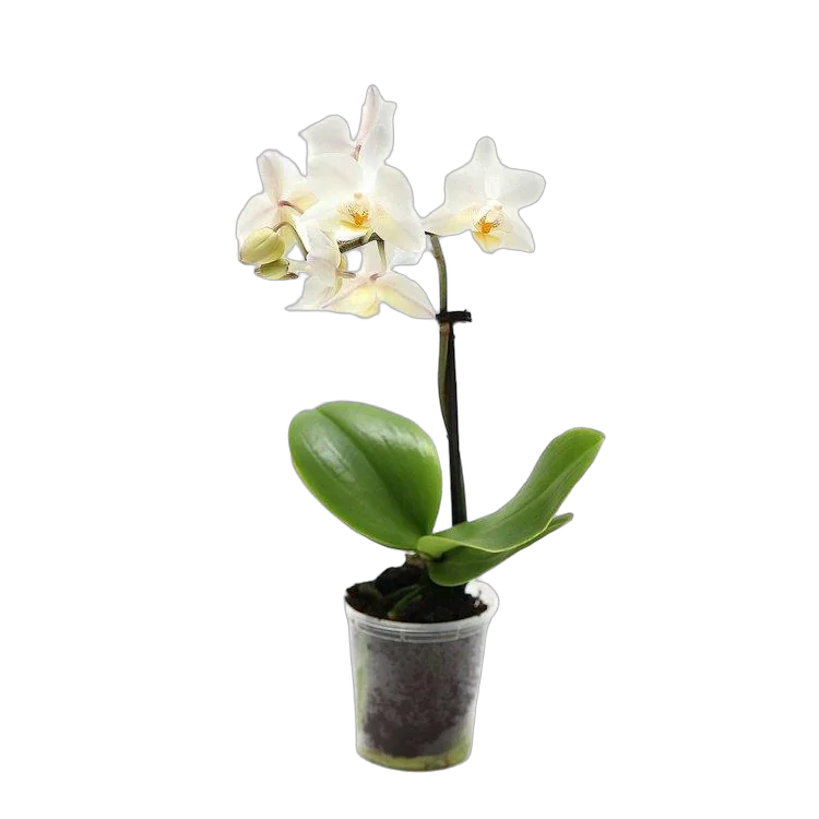 Фаленопсис мини 1 цветонос - Phalaenopsis Pylo’s Novelty D9 H15
