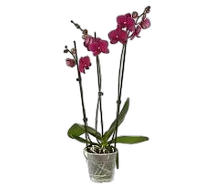 Фаленопсис 3 цветоноса - Phalaenopsis Lamu D12 H50