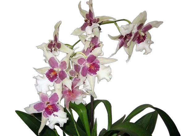 Беаллара - Beallara Tahoma Glacier Green 3 цветоноса D12 H65