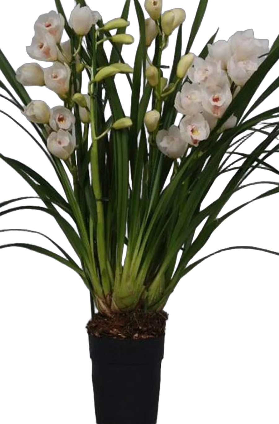 Цимбмдиум Белый - Cymbidium  D21 H100