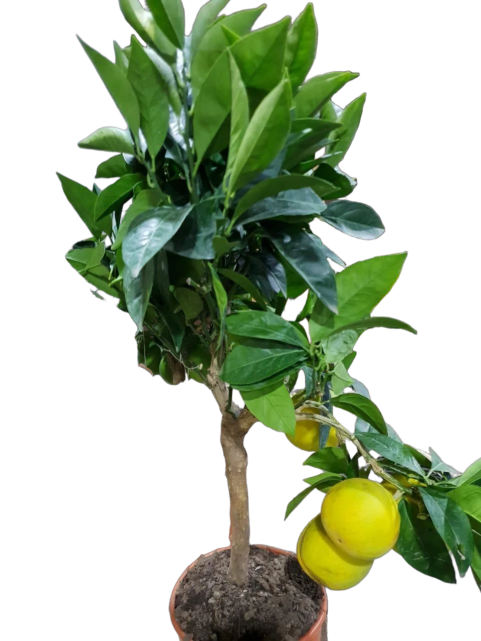 Апельсин Тарокко Россо - C. sinensis Tarocco rosso D22 H80