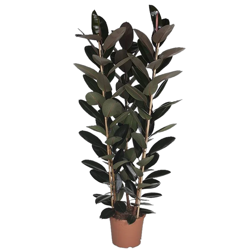 Фикус Эластика (каучуконосный) Абиджан 3 ствола - Ficus elastica Abidjan D35 H180