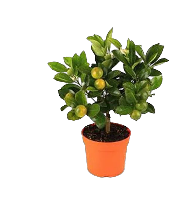 Каламондин вариегатный - Calamandino variegato D20 H100