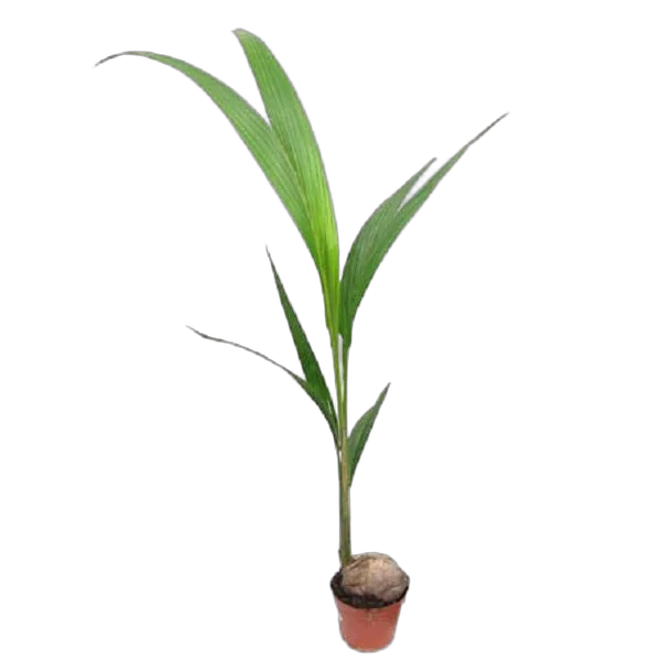 Кокосовая пальма D20 H110