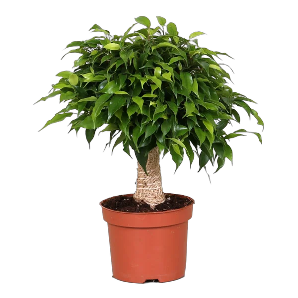 Фикус Бенджамина Кинки в джуте - Ficus benjamina Kinky D12 H35