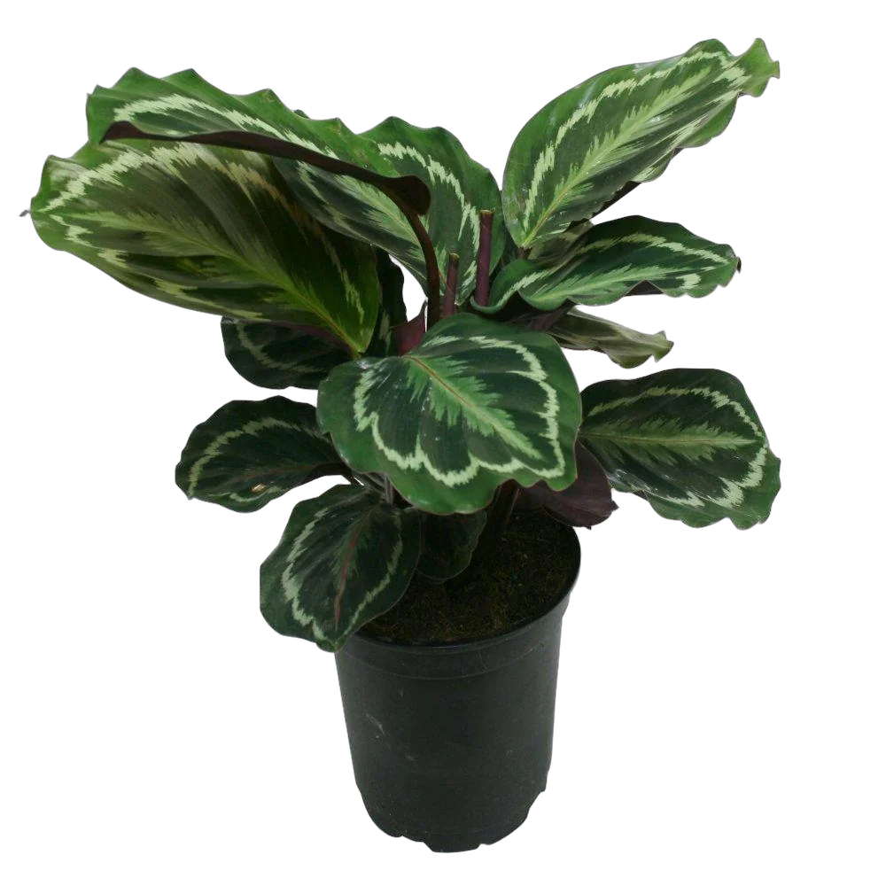 Калатея Медальон - Calathea roseopicta D12 H50