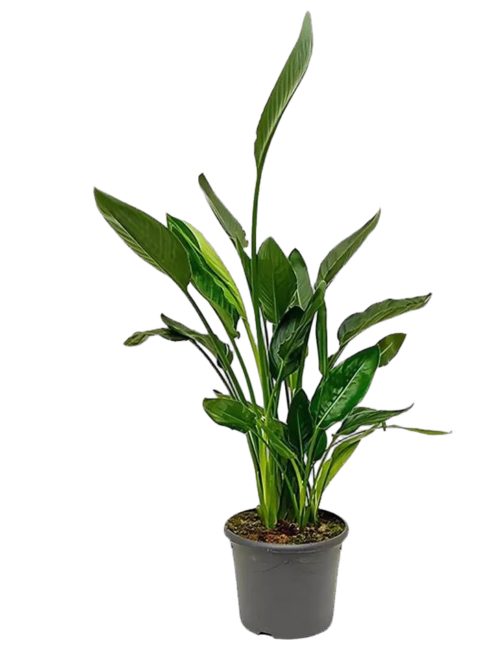 Стрелиция Николай - Strelitzia Nicolai D24 H120