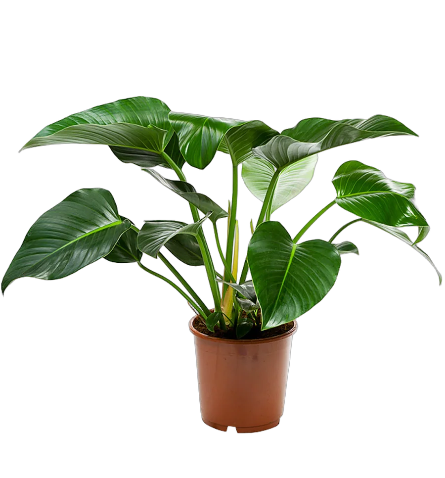 Филодендрон Конго-Philodendron Congo D30 H100