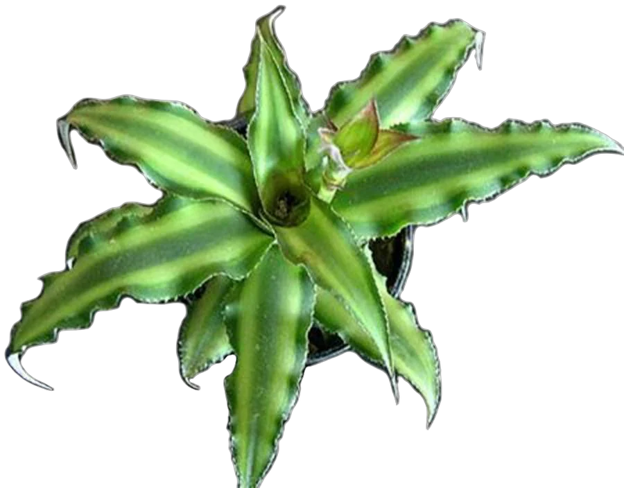 Криптантус бесстебельный - Cryptanthus argenteus D9 H10