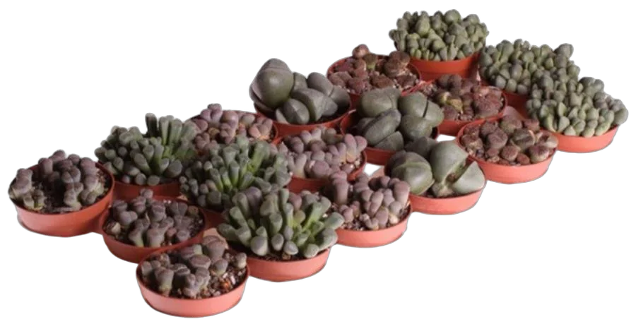 Литопс микс - Lithops spp mix D5 H10