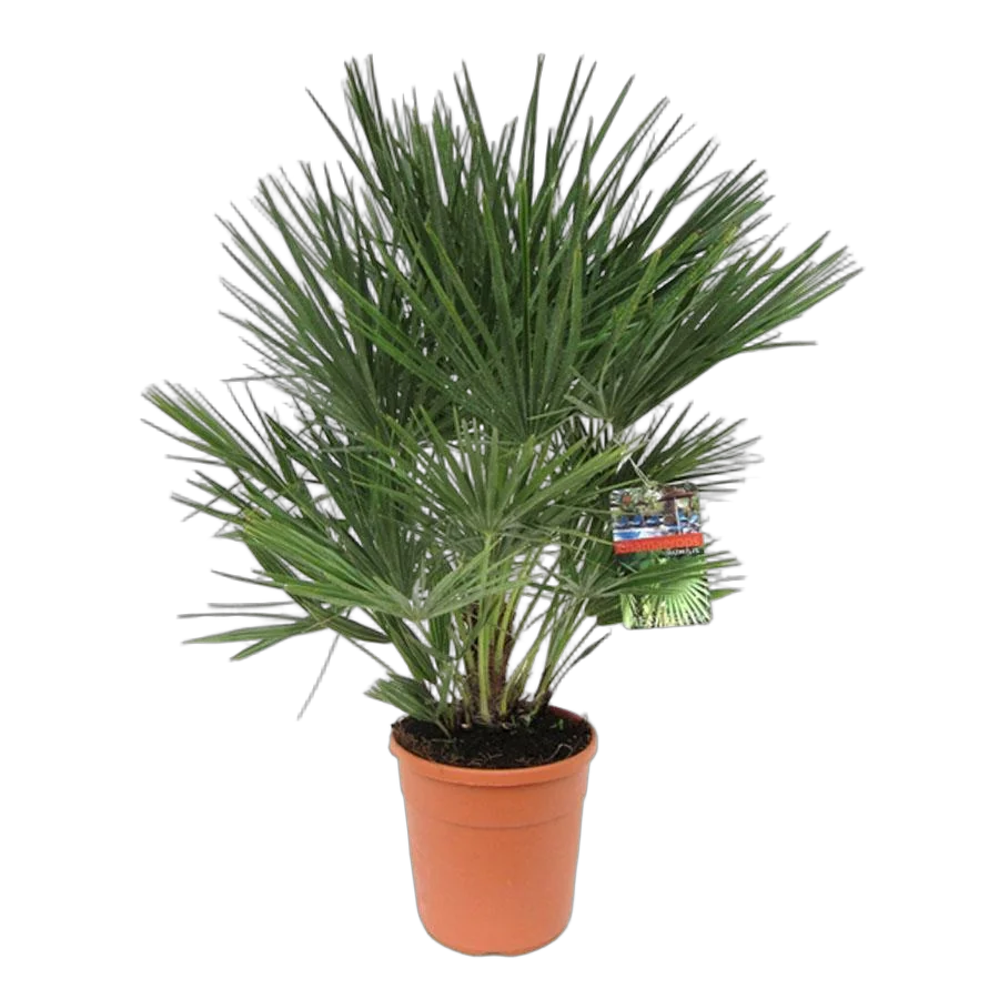 Пальма Хамеропс Хумилис - Chamaerops Humilis D30 H110