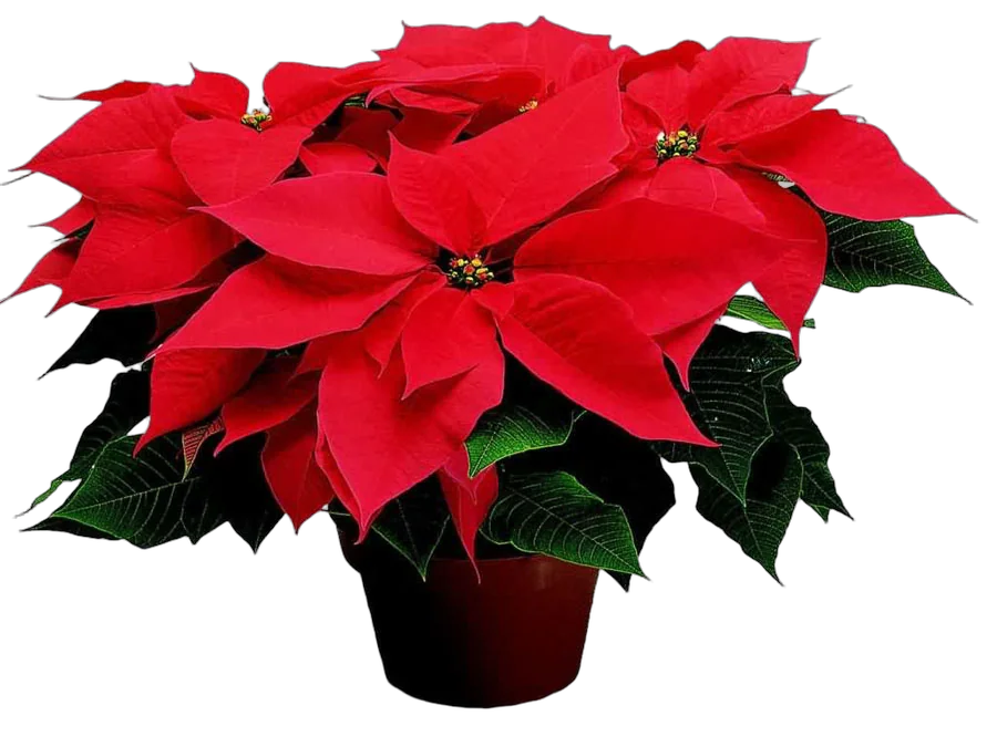 Пуансеттия (молочай красивейший) - Euphorbia pulcherrima D14 H25