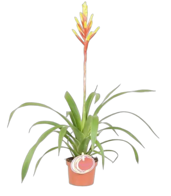 Гусмания желтая - Guzmania dissitiflora Gemma D9 H50