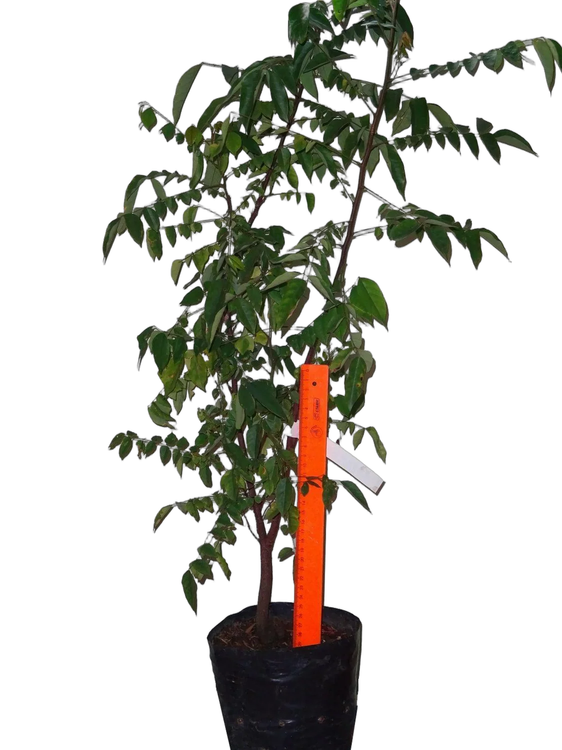 Карамбола - Averrhoa carambola D18 H100