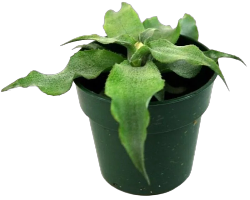 Криптантус бесстебельный - Cryptanthus argenteus D9 H10