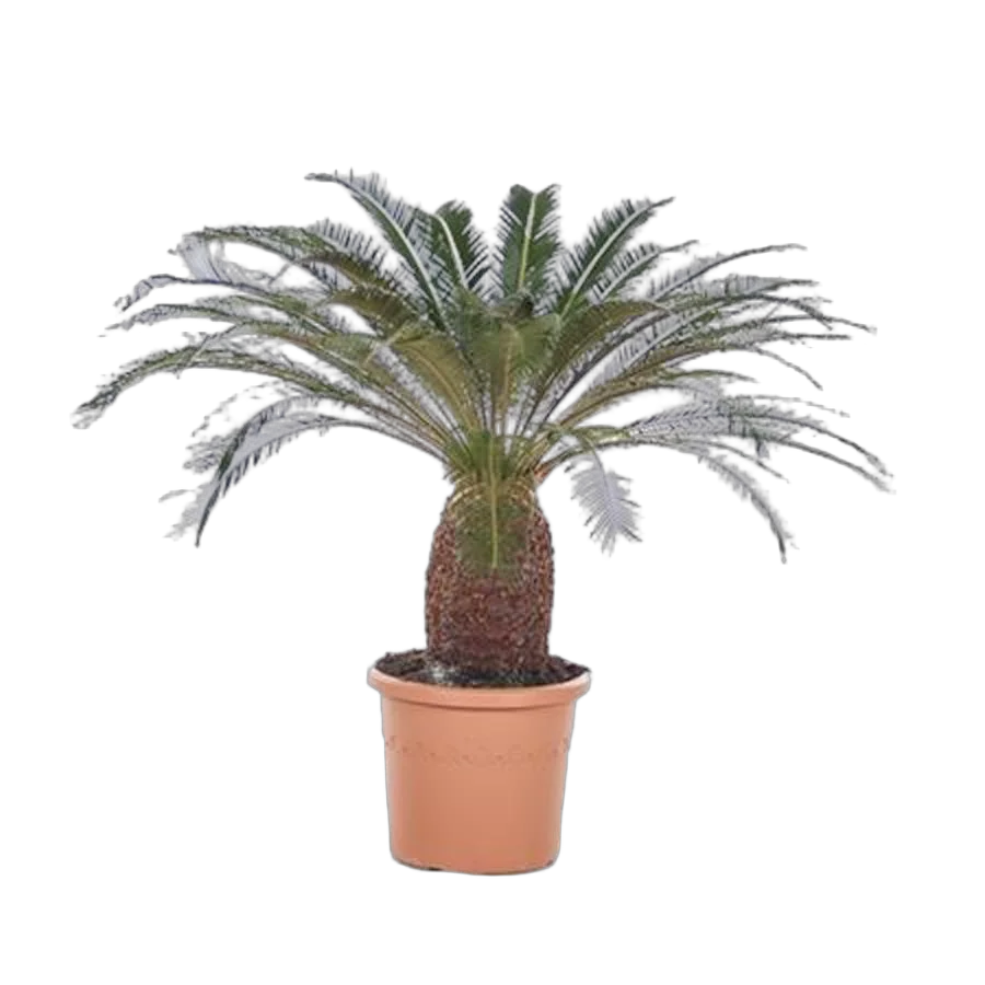 Пальма Цикас революта - Cycas revoluta D30 H110