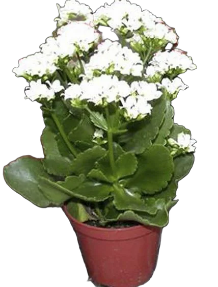 Каланхоэ Каландива белый - Kalanchoe Calandiva White D23 H30