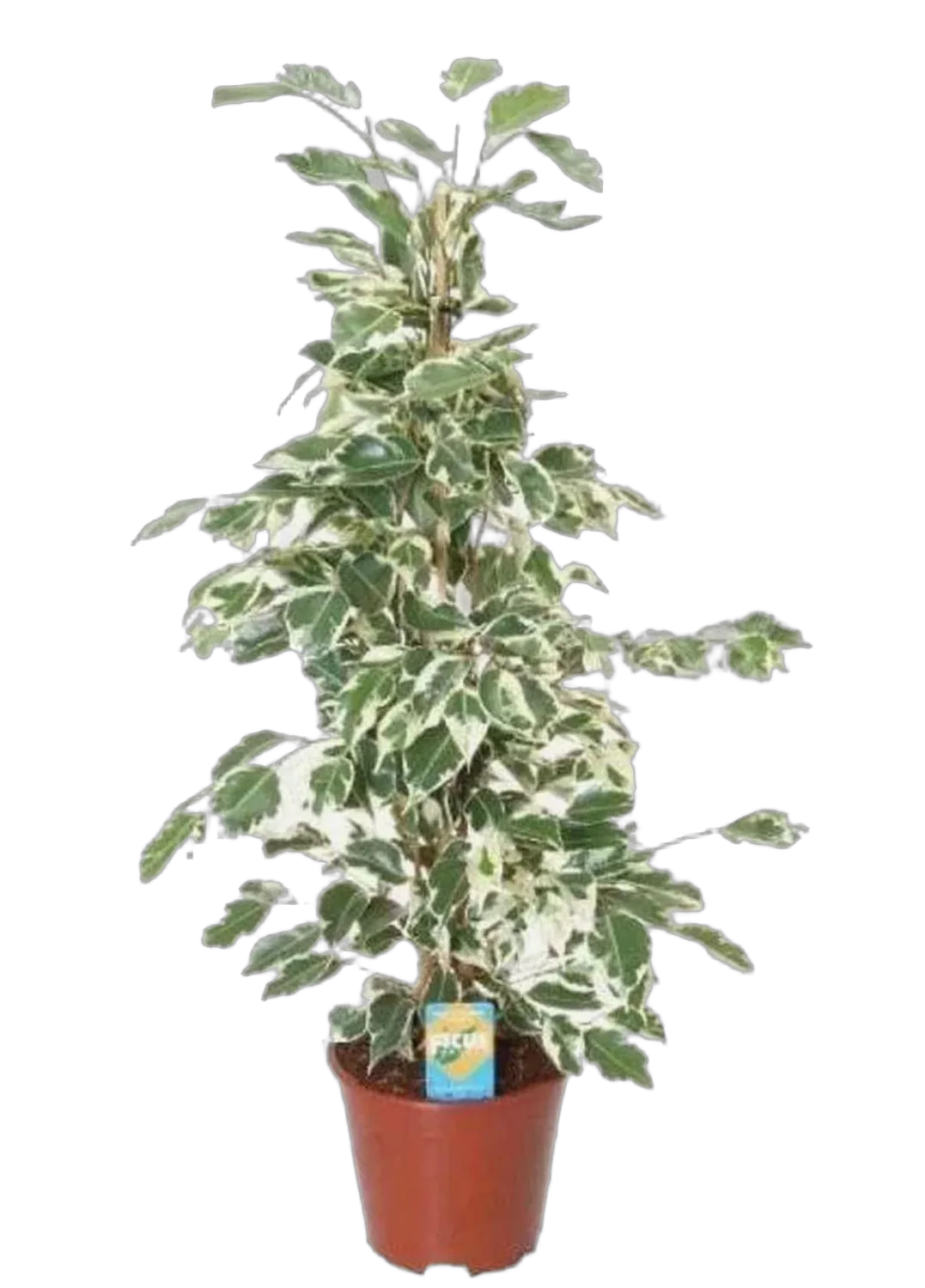 Фикус бенджамина Старлайт D19 H70