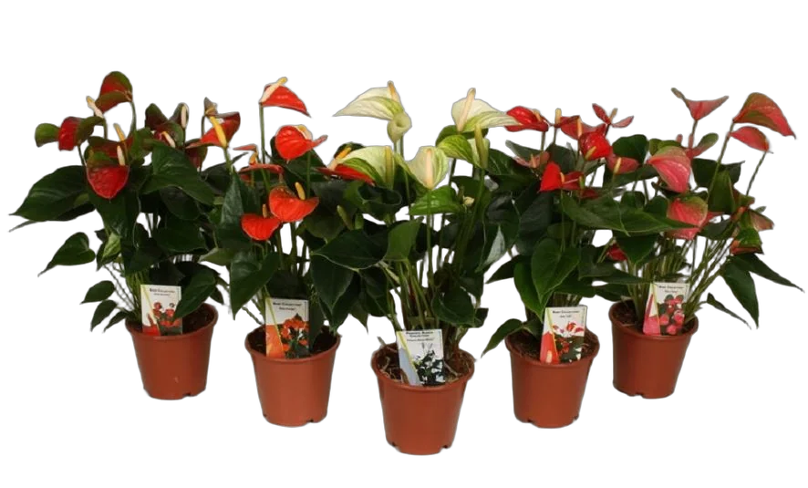 Антуриум Андреанум - Anthurium Andreanum D15 H50