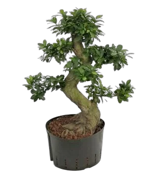 Бонсай Фикус Микрокарпа - Bonsai Ficus Ginseng D24 H70