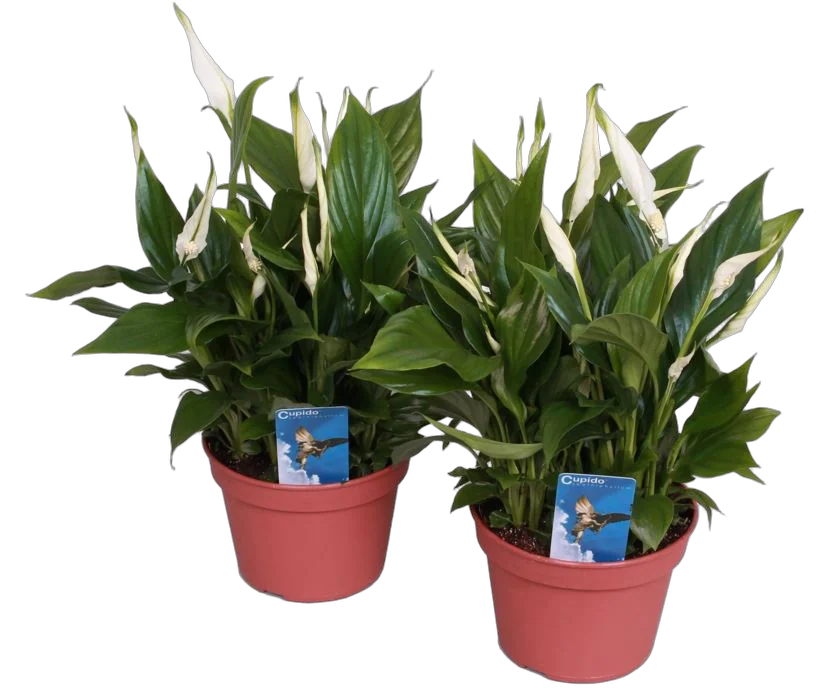 Спатифиллум кристал  -  Crystal Cupido D21 H80