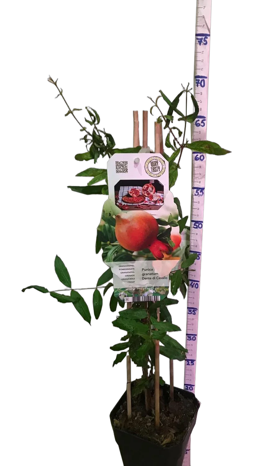 Гранат - Punica Granatum Bush D19 H70