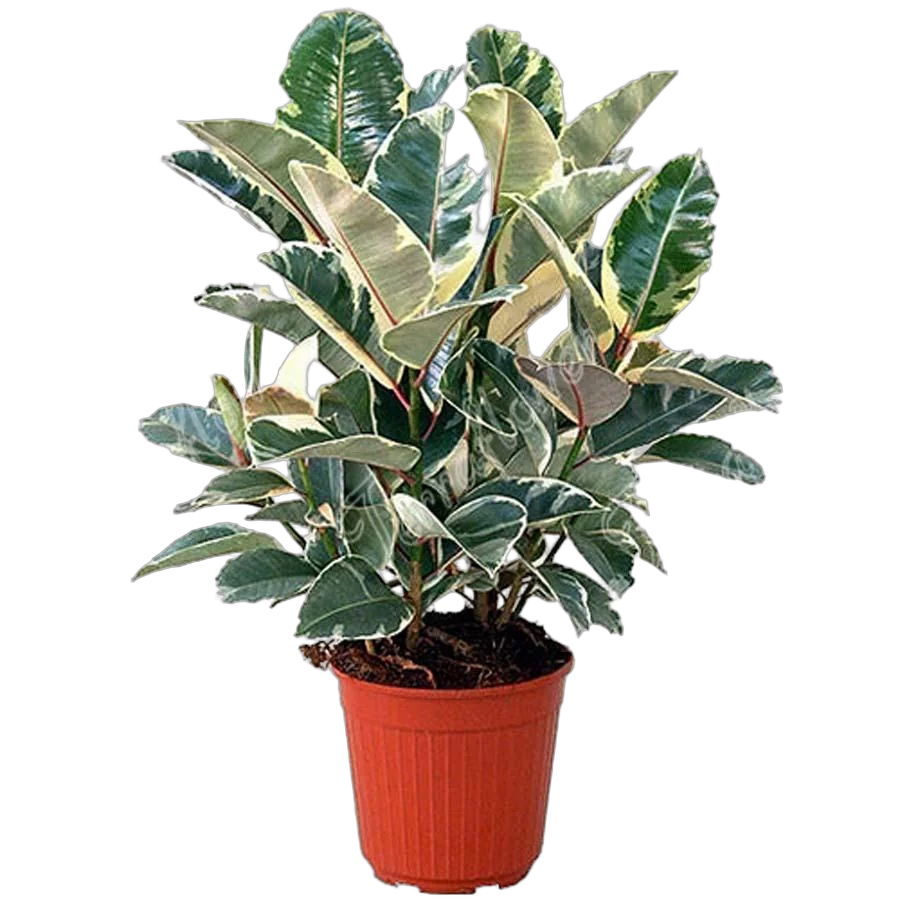 Фикус эластика или каучуконосный Тинеке - Ficus Tineke D21 H80