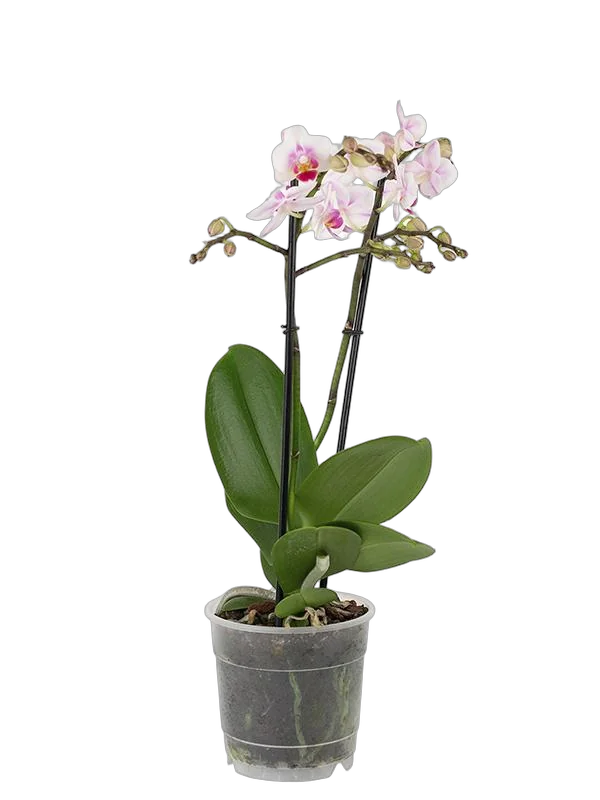 Фаленопсис мини 2 цветоноса - Phalaenopsis Multiflora D9 H15