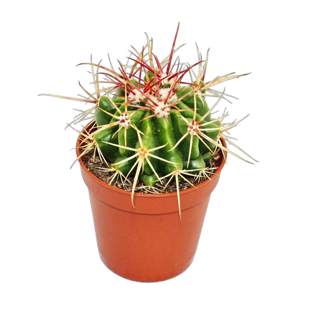 Ферокактус Стайнези - Ferocactus stainesii D7 H12