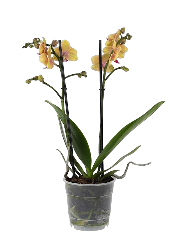 Фаленопсис мини 2 цветоноса - Phalaenopsis Multiflora Orange  D9 H15