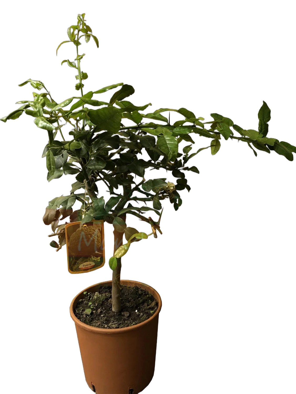 Каффир-лайм - Kaffir Limette (Citrus hystrix) D24 H80