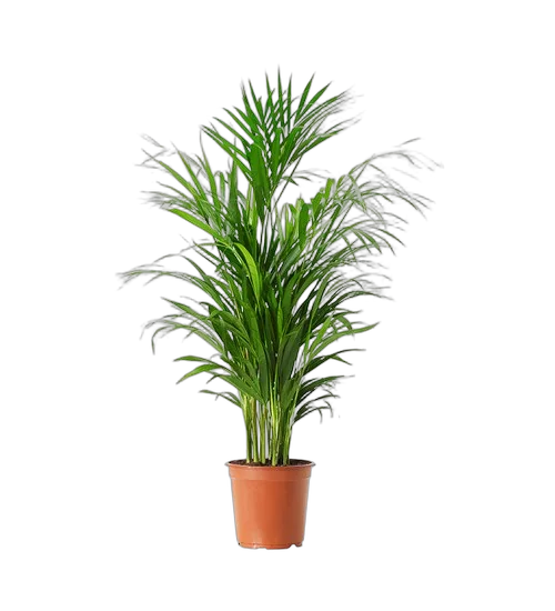 Пальма Хризалидокарпус - Chrysalidocarpus D15 H100