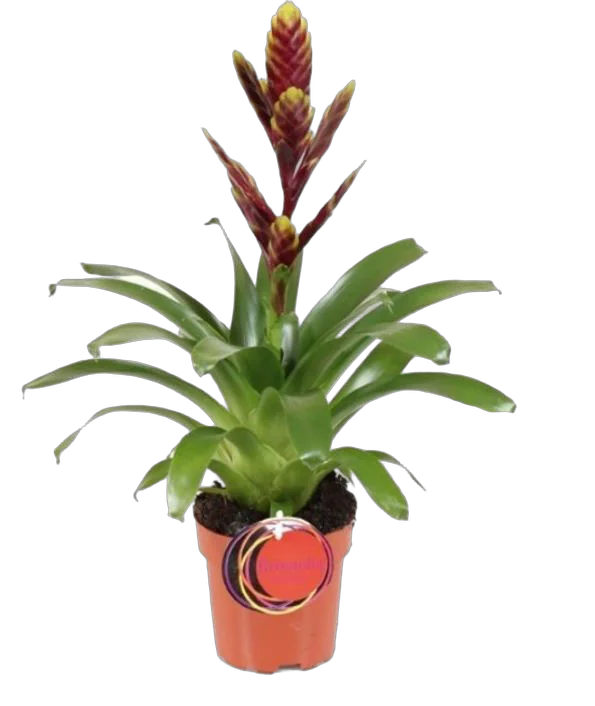 Фризея Vogue коричневая - Vriesea Vogue D12 H45