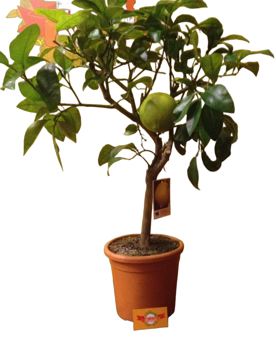 Цитрус Бергамот - Citrus bergamia D21 H70