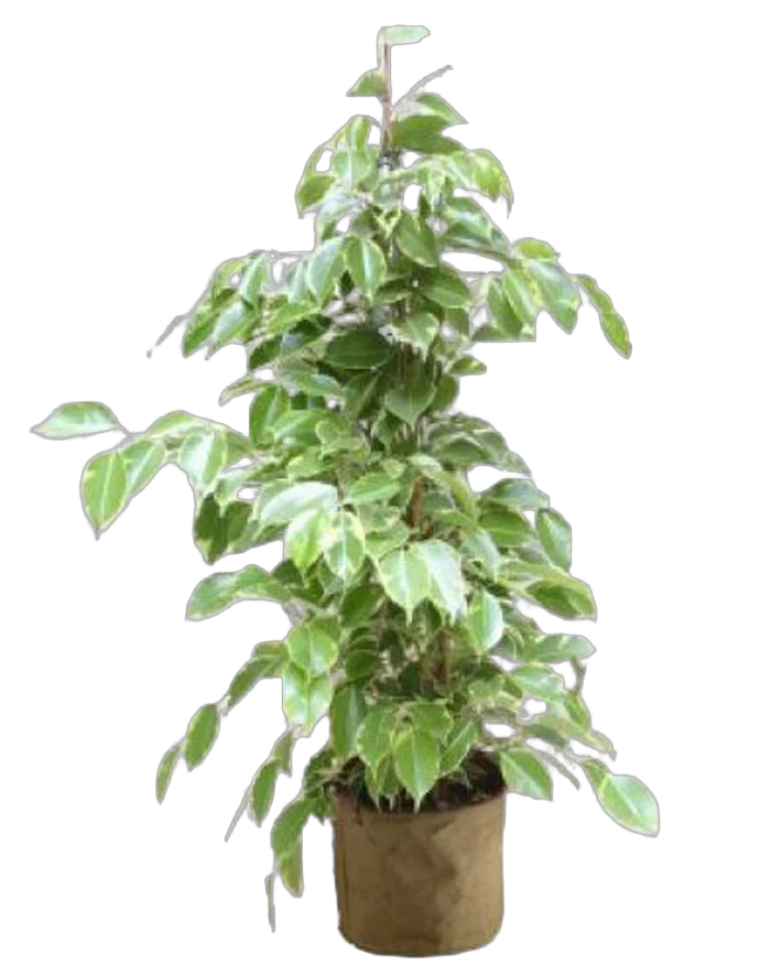 Бенджамина Голден Кинг - Ficus benjamina D17 H80