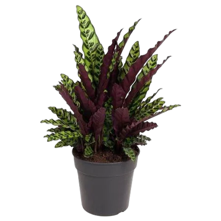 Калатея Лансифолия - Calathea Lancifolia D27 H70