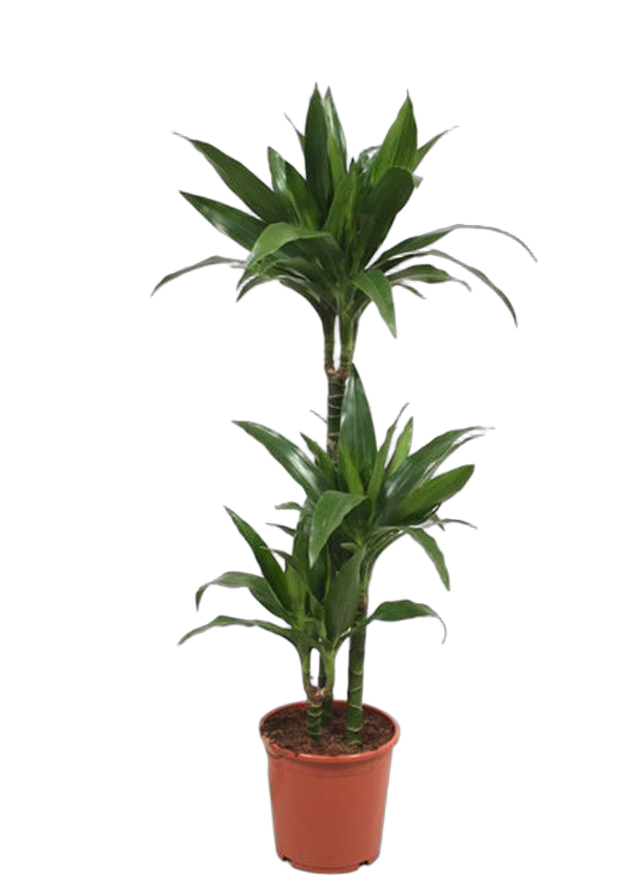 Драцена Джанет Крэйг - Dracaena deremensis "Janet Craig" D14 H90
