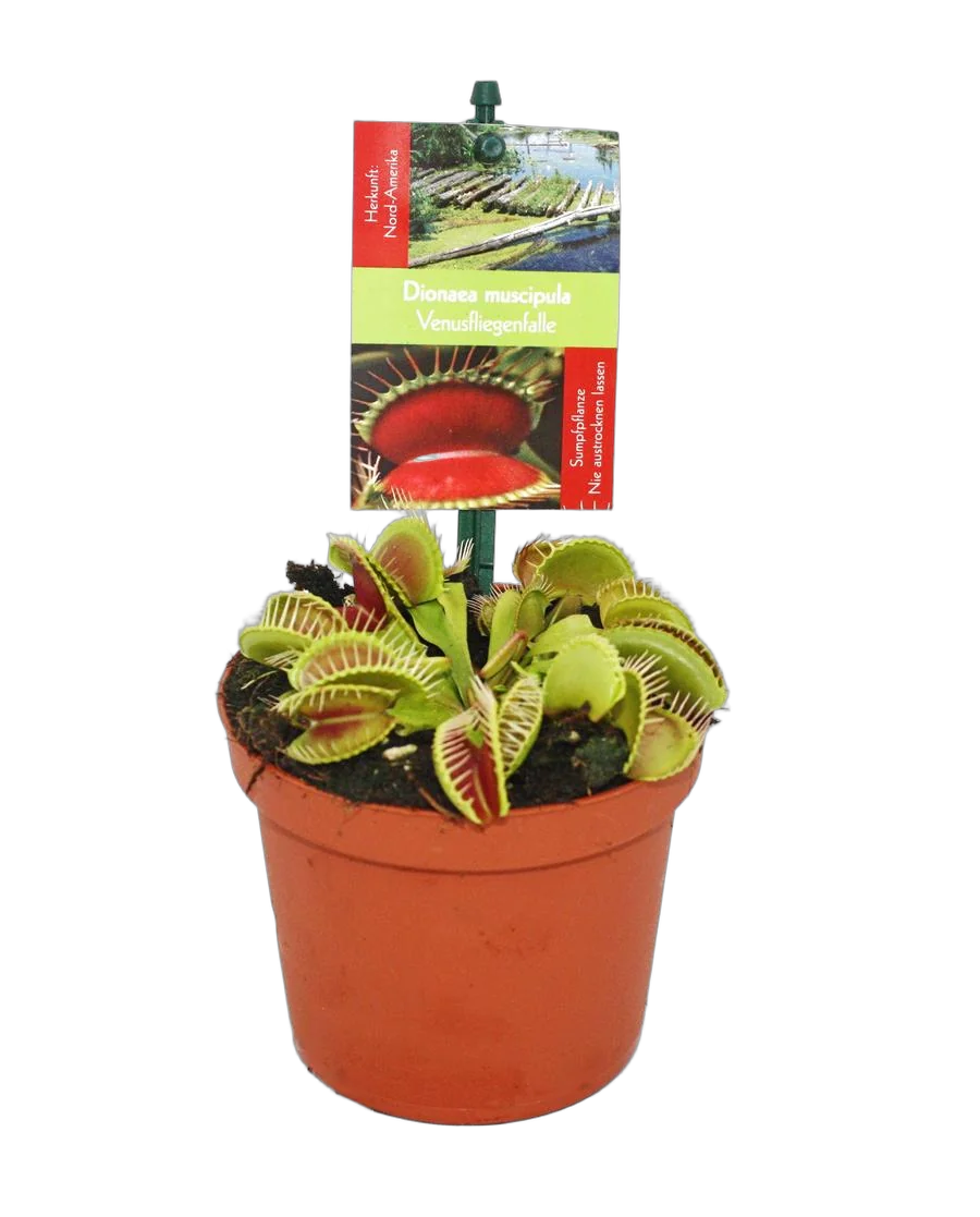 Венерина мухоловка — Dionaea Muscipula D8 H10