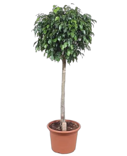 Фикус Бенджамина Даниэль штамб - Ficus Benjamina Danielle D35 H170