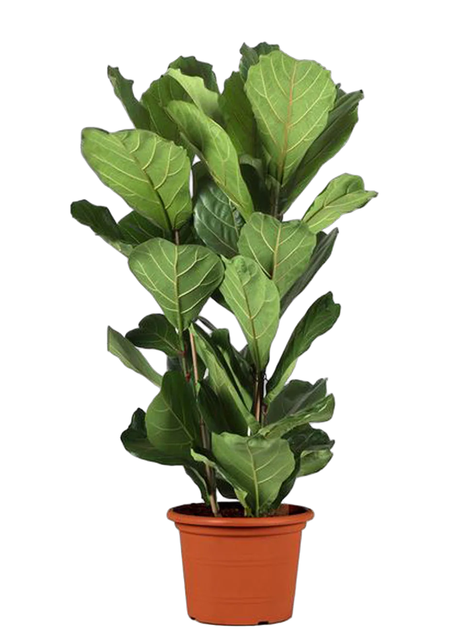 Фикус Лировидный (Лирата) - Ficus lyrata  3 ствола D30 H130