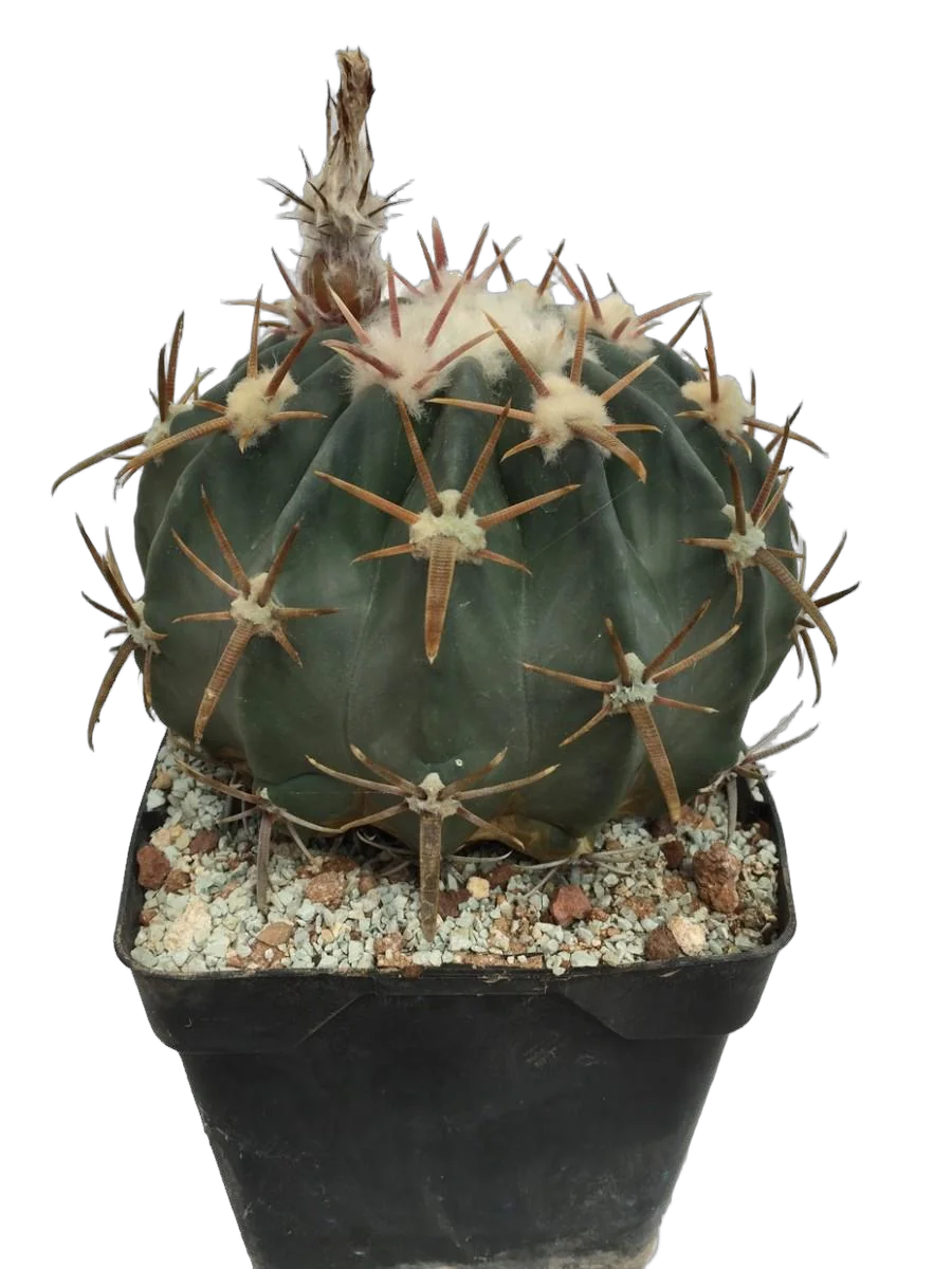 Эхинокактус техасский  - Echinocactus texensis D27 H35