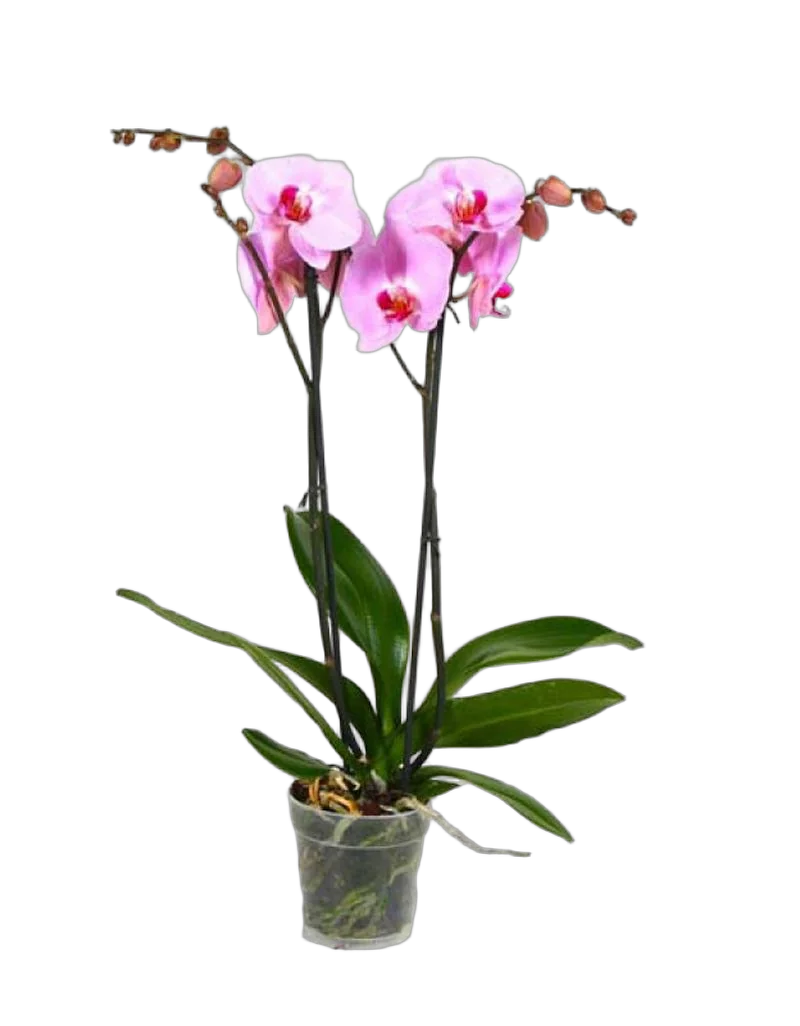 Фаленопсис Аlice Girl 2 цветоноса - Phalaenopsis D12 H45