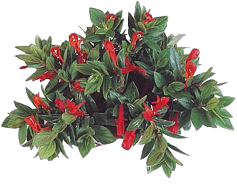 Колумнея - Columnea  D18 H40