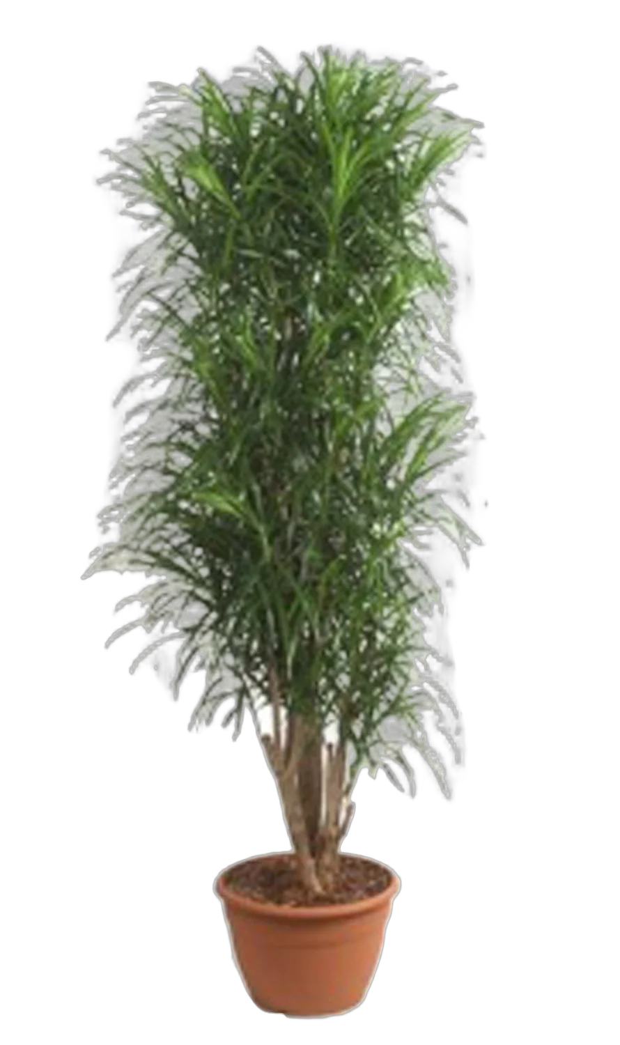 Драцена отогнутая Анита - Dracaena reflexa Anita D30 H180